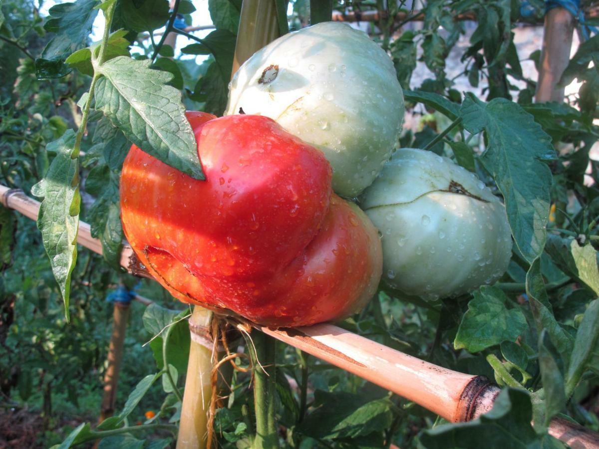 Cottage Poppy Tursac Ngoại thất bức ảnh