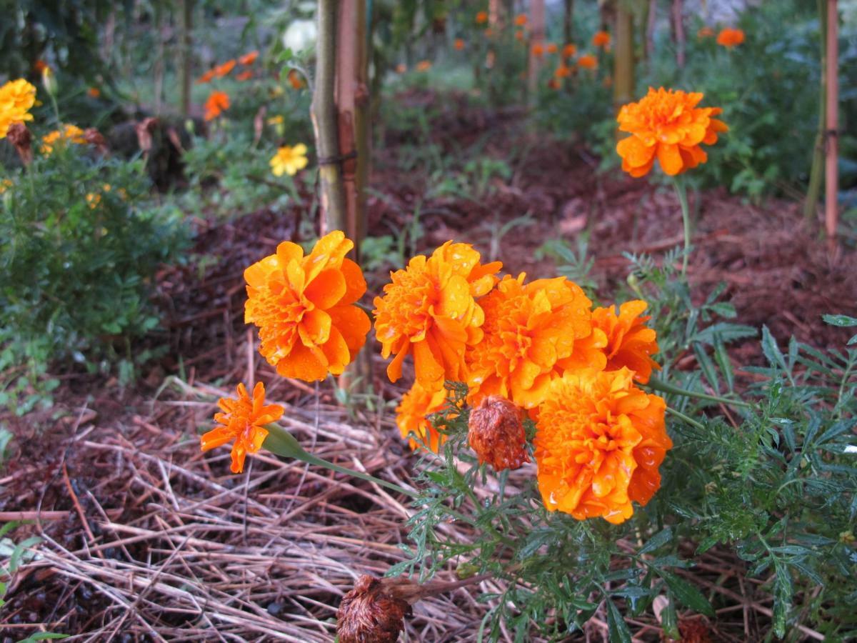 Cottage Poppy Tursac Ngoại thất bức ảnh